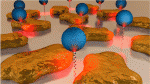 Extinction Enhancement from a Self-Assembled Quantum Dots Monolayer Using a Simple Thin Films Process