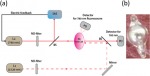 Fluorescence double resonance optical pumping spectrum and its application for frequency stabilization in millimeter scale vapor cells
