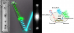 Nanoscale Plasmonic V-Groove Waveguides for the Interrogation of Single Fluorescent Bacterial Cells