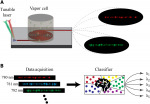 Chip-scale atomic wave-meter enabled by machine learning