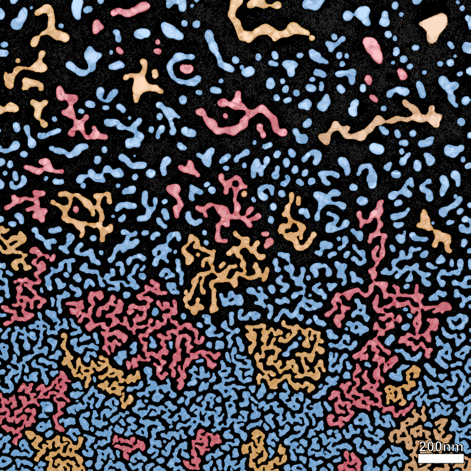 nanoscopic zoology