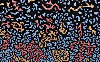 nanoscopic zoology